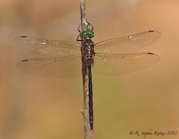 Somatochlora filosa, male